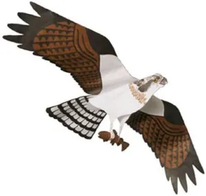 Jackite Osprey Kite & Fiberglass Telescoping Pole